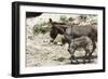 Donkeys with Foal-null-Framed Photographic Print