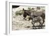 Donkeys with Foal-null-Framed Photographic Print
