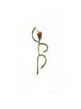 String Bean Chili Pepper Arabesque-Donna Basile-Giclee Print