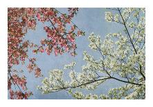 Dogwood-Donna Geissler-Giclee Print