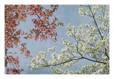 Dogwood-Donna Geissler-Giclee Print