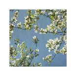 Dogwood-Donna Geissler-Giclee Print