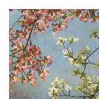 Dogwood-Donna Geissler-Giclee Print