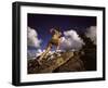 Donner Summit, California, USA-null-Framed Photographic Print