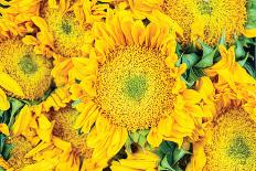 Sunflower Summer-Donnie Quillen-Art Print