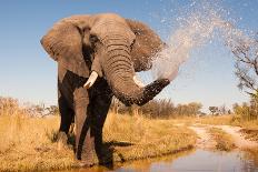 Elephant-Donovan van Staden-Photographic Print