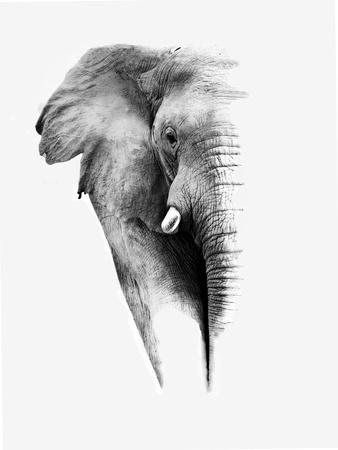 'Artistic Black And White Elephant' Print - Donvanstaden | AllPosters.com