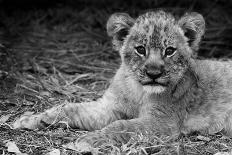 Cute Lion Cub In Black And White-Donvanstaden-Art Print