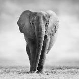 Artistic Black And White Elephant-Donvanstaden-Stretched Canvas