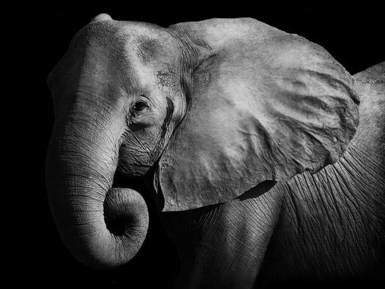 Photographic Print, , large