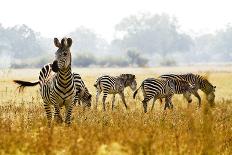 Zebra Herd In The Wild-Donvanstaden-Photographic Print