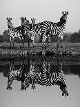 Zebra With Water Reflection-Donvanstaden-Art Print