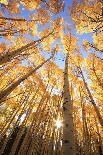 Aspen Trees with Fall Color, San Juan National Forest, Colorado-Donyanedomam-Photographic Print