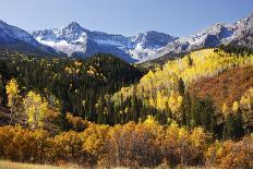 Aspen Trees with Fall Color, Uncompahgre National Forest, Colorado-Donyanedomam-Photographic Print