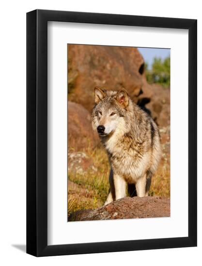 Premium Photographic Print, , large