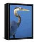 Doomed Great Blue Heron, Venice, Florida, USA-Charles Sleicher-Framed Stretched Canvas