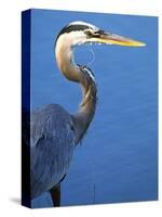 Doomed Great Blue Heron, Venice, Florida, USA-Charles Sleicher-Stretched Canvas