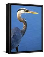 Doomed Great Blue Heron, Venice, Florida, USA-Charles Sleicher-Framed Stretched Canvas