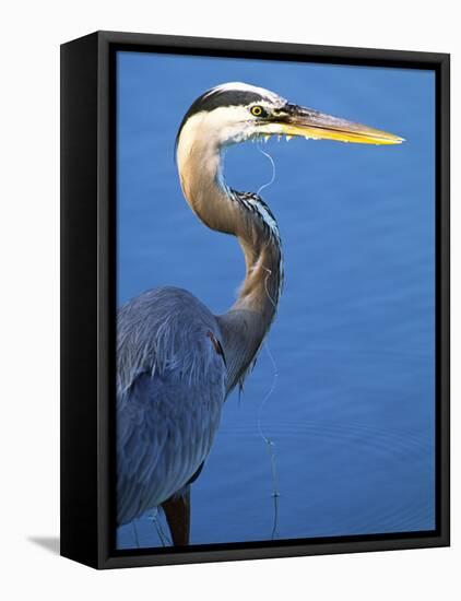 Doomed Great Blue Heron, Venice, Florida, USA-Charles Sleicher-Framed Stretched Canvas