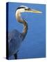 Doomed Great Blue Heron, Venice, Florida, USA-Charles Sleicher-Stretched Canvas