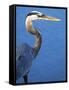 Doomed Great Blue Heron, Venice, Florida, USA-Charles Sleicher-Framed Stretched Canvas