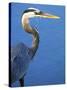 Doomed Great Blue Heron, Venice, Florida, USA-Charles Sleicher-Stretched Canvas