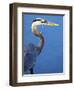 Doomed Great Blue Heron, Venice, Florida, USA-Charles Sleicher-Framed Photographic Print