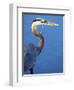 Doomed Great Blue Heron, Venice, Florida, USA-Charles Sleicher-Framed Photographic Print