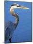 Doomed Great Blue Heron, Venice, Florida, USA-Charles Sleicher-Mounted Photographic Print