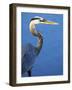 Doomed Great Blue Heron, Venice, Florida, USA-Charles Sleicher-Framed Photographic Print