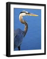 Doomed Great Blue Heron, Venice, Florida, USA-Charles Sleicher-Framed Photographic Print