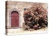 Door and Pink Oleander Flowers, Lucardo, Tuscany, Italy-Michele Molinari-Stretched Canvas