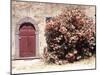 Door and Pink Oleander Flowers, Lucardo, Tuscany, Italy-Michele Molinari-Mounted Premium Photographic Print