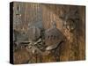 Door Lock, Vogo Stave Church, Vagamo, Norway-Russell Young-Stretched Canvas