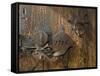 Door Lock, Vogo Stave Church, Vagamo, Norway-Russell Young-Framed Stretched Canvas