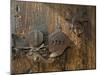 Door Lock, Vogo Stave Church, Vagamo, Norway-Russell Young-Mounted Premium Photographic Print