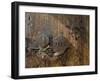 Door Lock, Vogo Stave Church, Vagamo, Norway-Russell Young-Framed Photographic Print