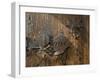 Door Lock, Vogo Stave Church, Vagamo, Norway-Russell Young-Framed Photographic Print