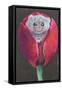 Door Mouse in Tulip, 2022 (Pastel)-Margo Starkey-Framed Stretched Canvas