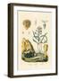 Door Snail, 1833-39-null-Framed Giclee Print