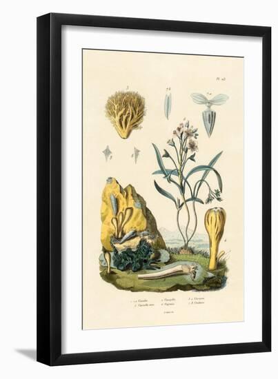 Door Snail, 1833-39-null-Framed Giclee Print