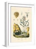 Door Snail, 1833-39-null-Framed Giclee Print