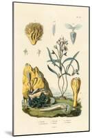 Door Snail, 1833-39-null-Mounted Giclee Print