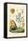 Door Snail, 1833-39-null-Framed Stretched Canvas