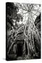 Doorway and Roots I-Erin Berzel-Stretched Canvas