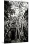 Doorway and Roots I-Erin Berzel-Mounted Photographic Print