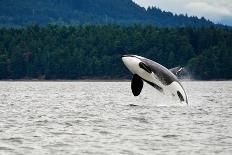 Killer Whale Breaching near Canadian Coast-Doptis-Framed Stretched Canvas