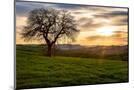 Wood Mount