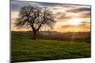 Wood Mount