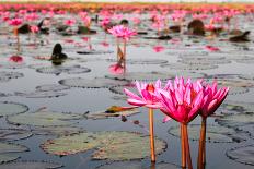 The Lake of Water Lily, Udonthani, Thailand-doraclub-Photographic Print